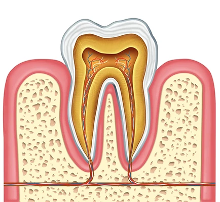 tooth nerve